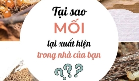 Tại sao mối lại xuất hiện trong nhà được