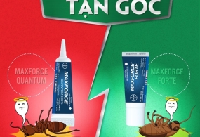 Diệt gián 