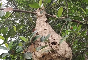 diệt ong công nghệ mới !