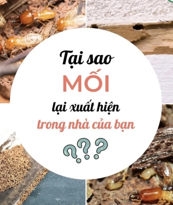 Tại sao mối lại xuất hiện trong nhà được  