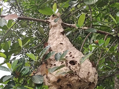 diệt ong công nghệ mới !
