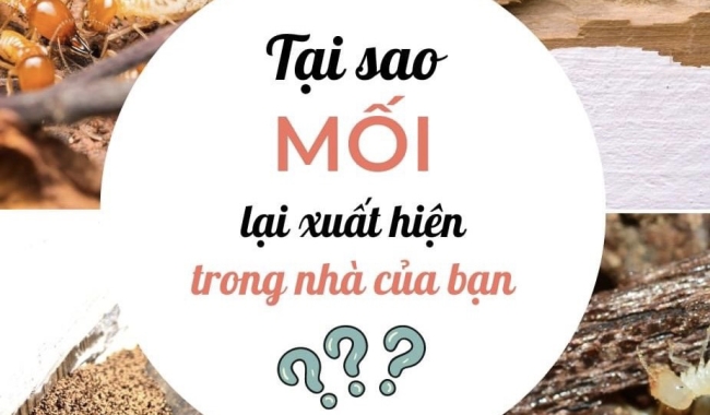 Tại sao mối lại xuất hiện trong nhà được  